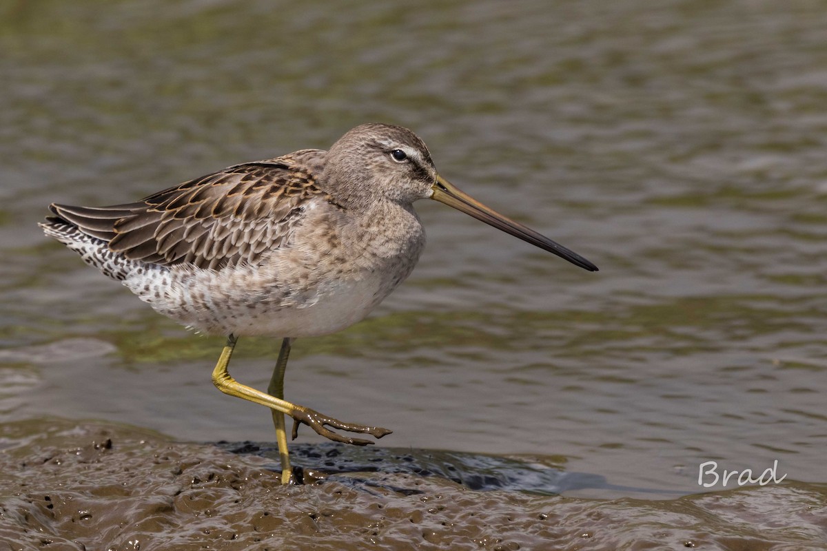 langnebbekkasinsnipe - ML37659221