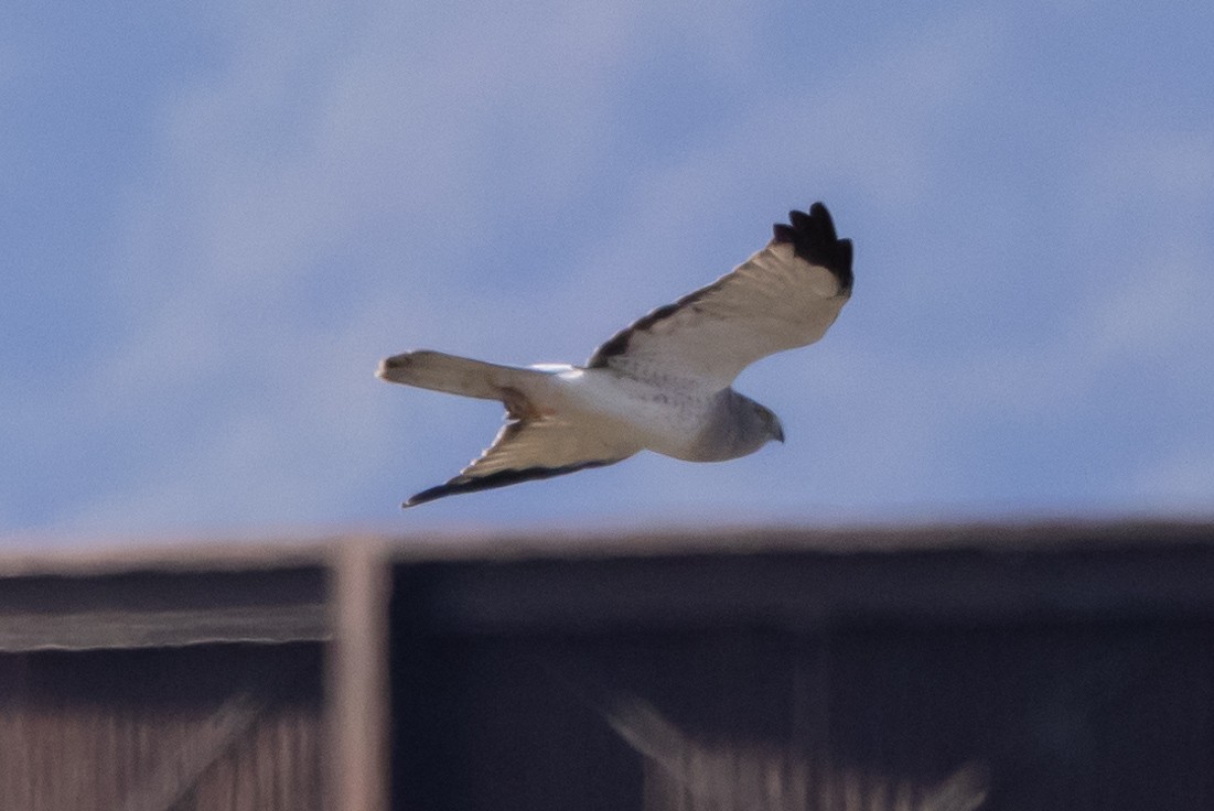 Northern Harrier - ML376592571