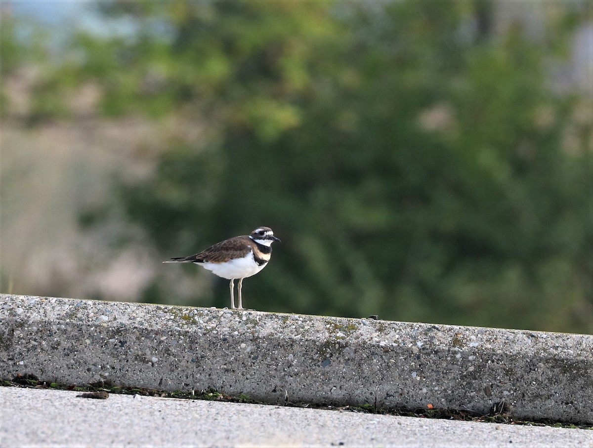 Killdeer - ML376595801