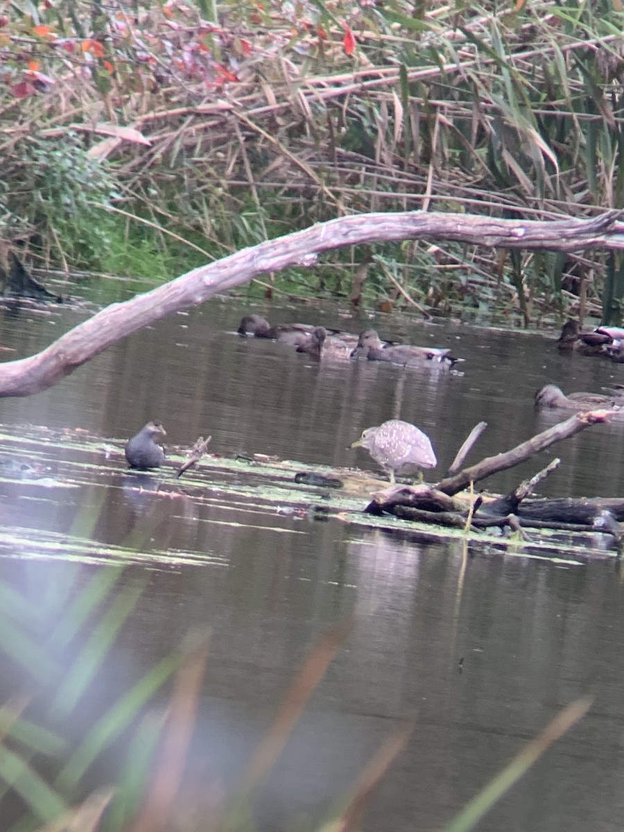 Common Gallinule - Thera Bowen