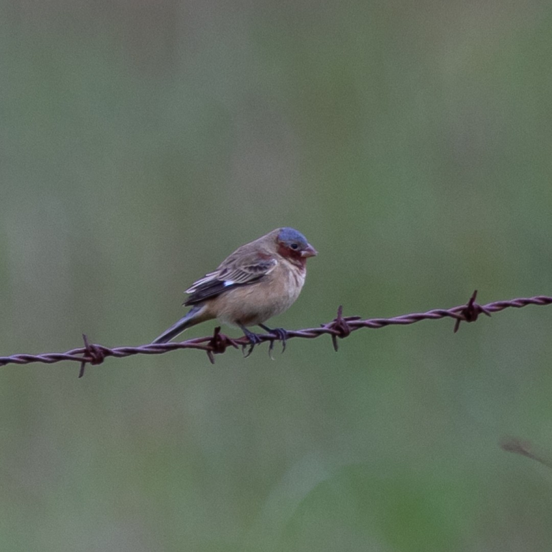 Chestnut Seedeater - ML376596841