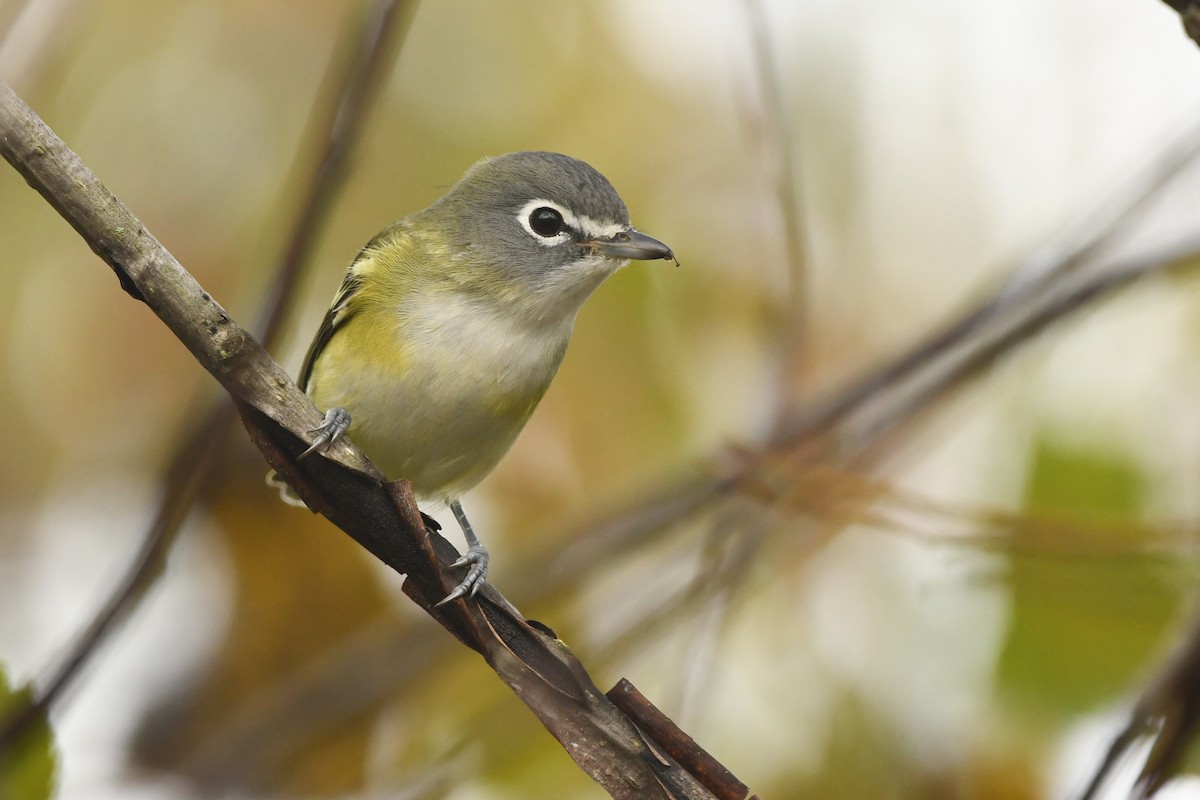 Blue-headed Vireo - Manny Salas