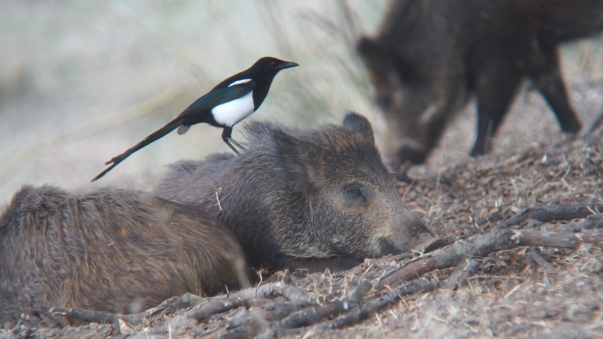 Eurasian Magpie - ML376599911