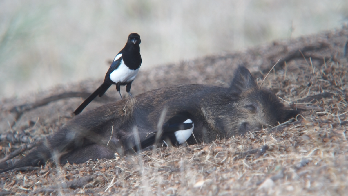 Eurasian Magpie - ML376599921
