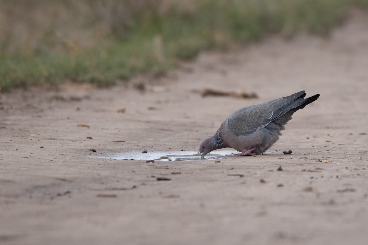 Picazuro Pigeon - ML376600031