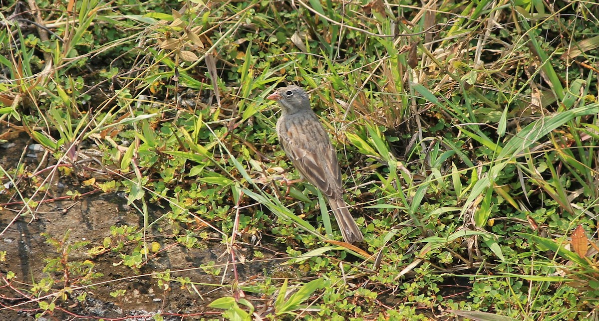 Gray-necked Bunting - ML376600421