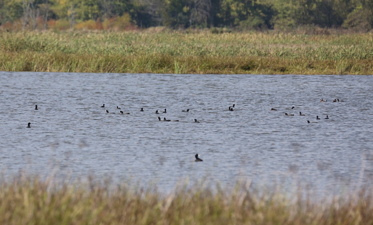 American Coot - Ron Sempier