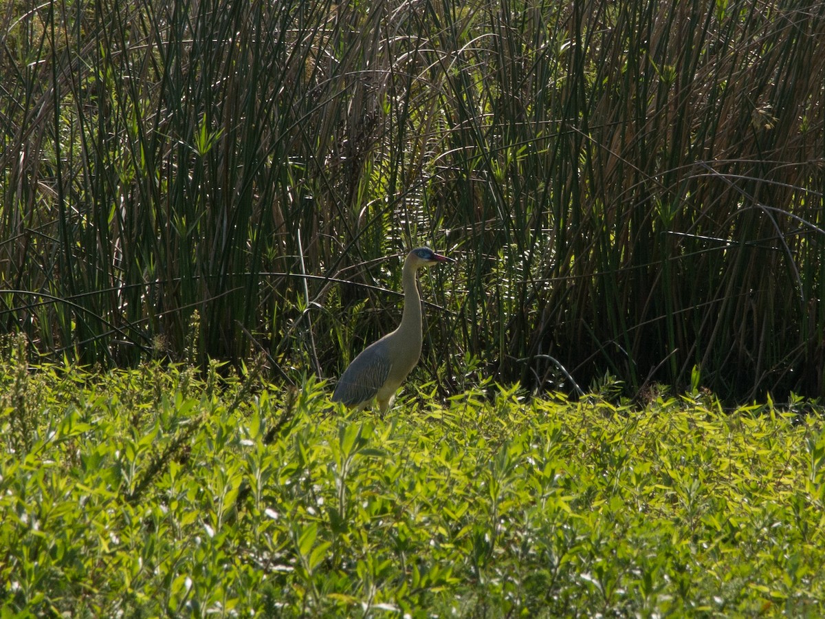 Whistling Heron - ML376600971