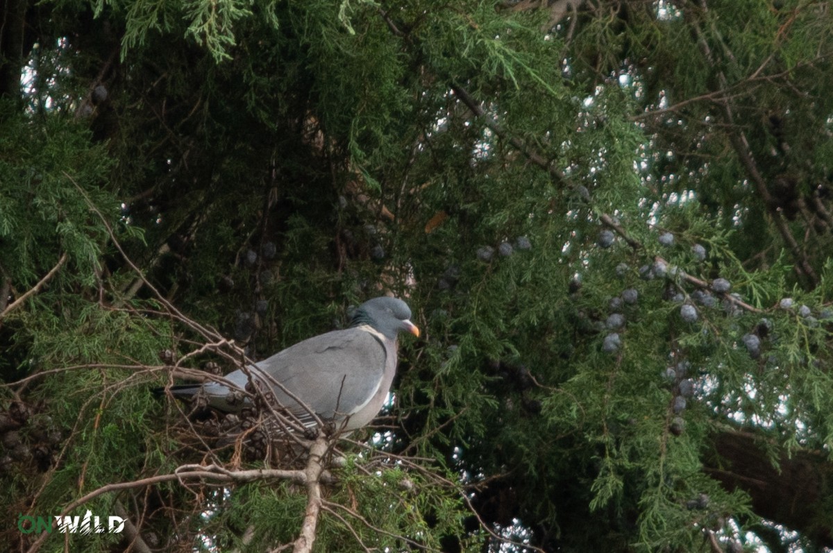 Common Wood-Pigeon - ML376601641