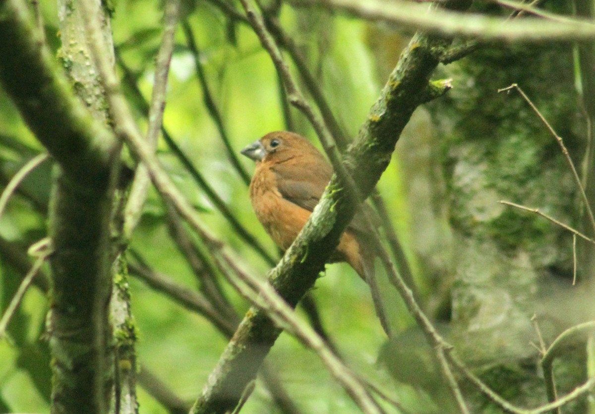 Ultramarine Grosbeak - Ignacio Gómez Gaffner