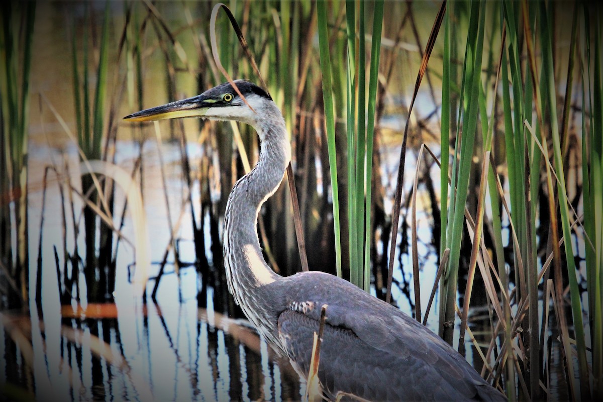 Great Blue Heron - ML376603121