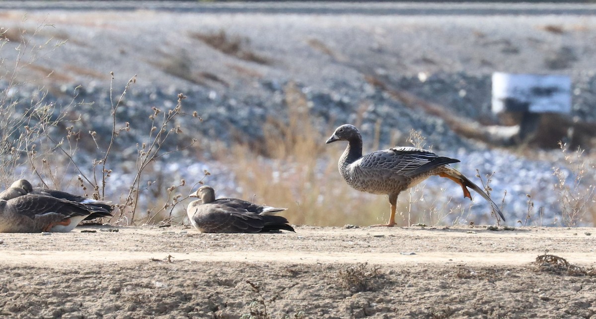 Emperor Goose - ML376604041