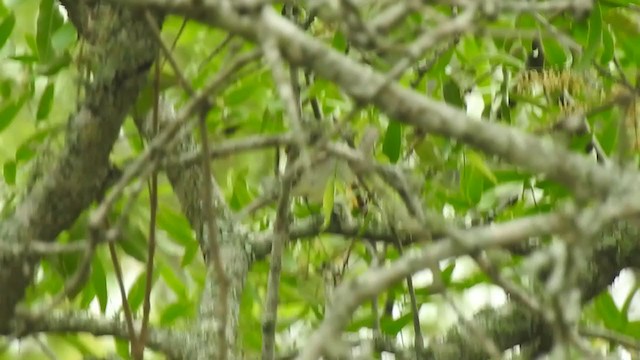 Straneck's Tyrannulet - ML376605841