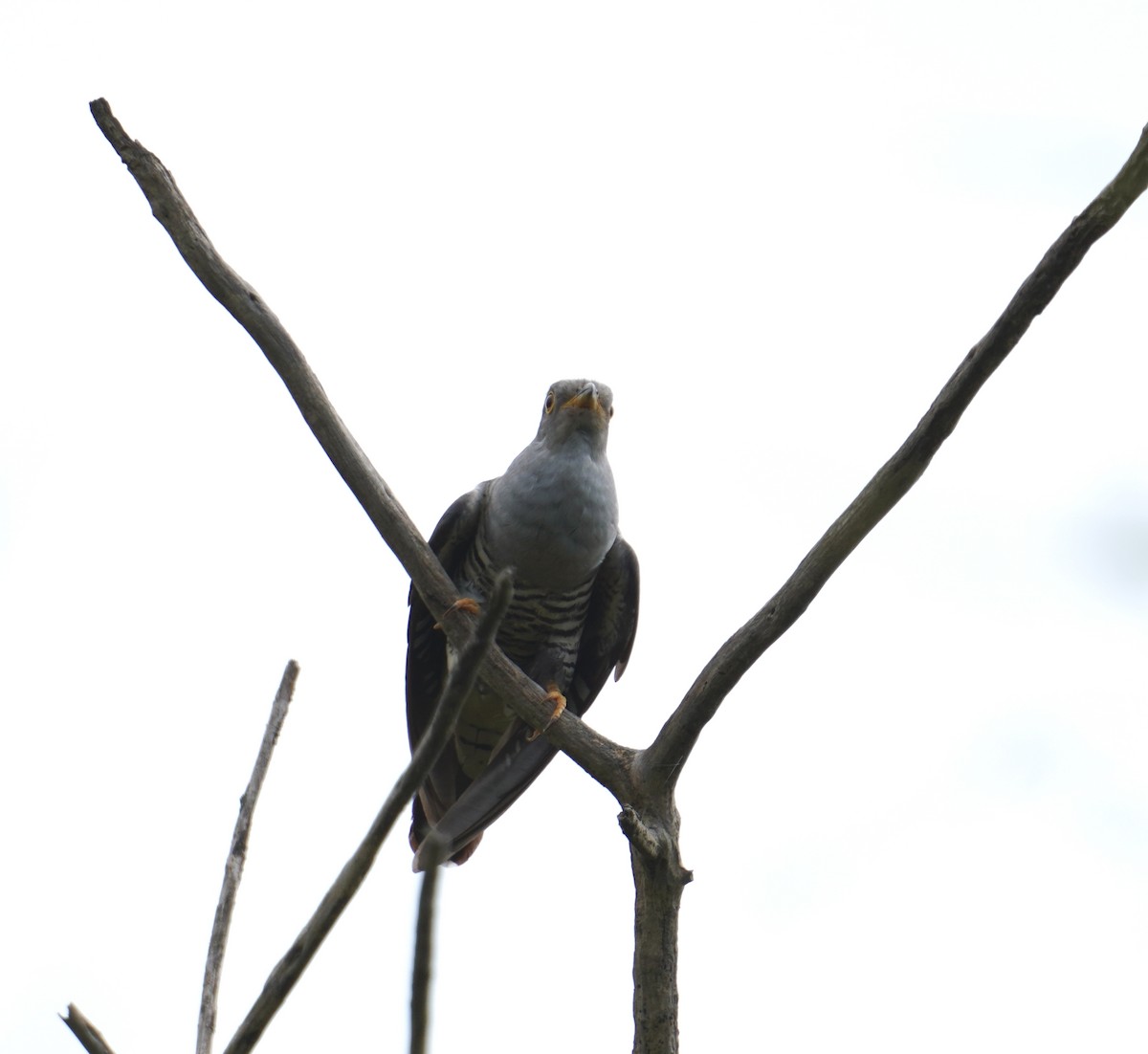 Oriental Cuckoo - ML376605951