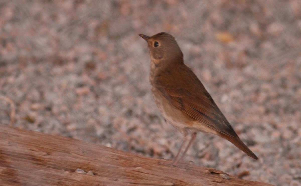 Swainson's Thrush (Russet-backed) - ML37660691