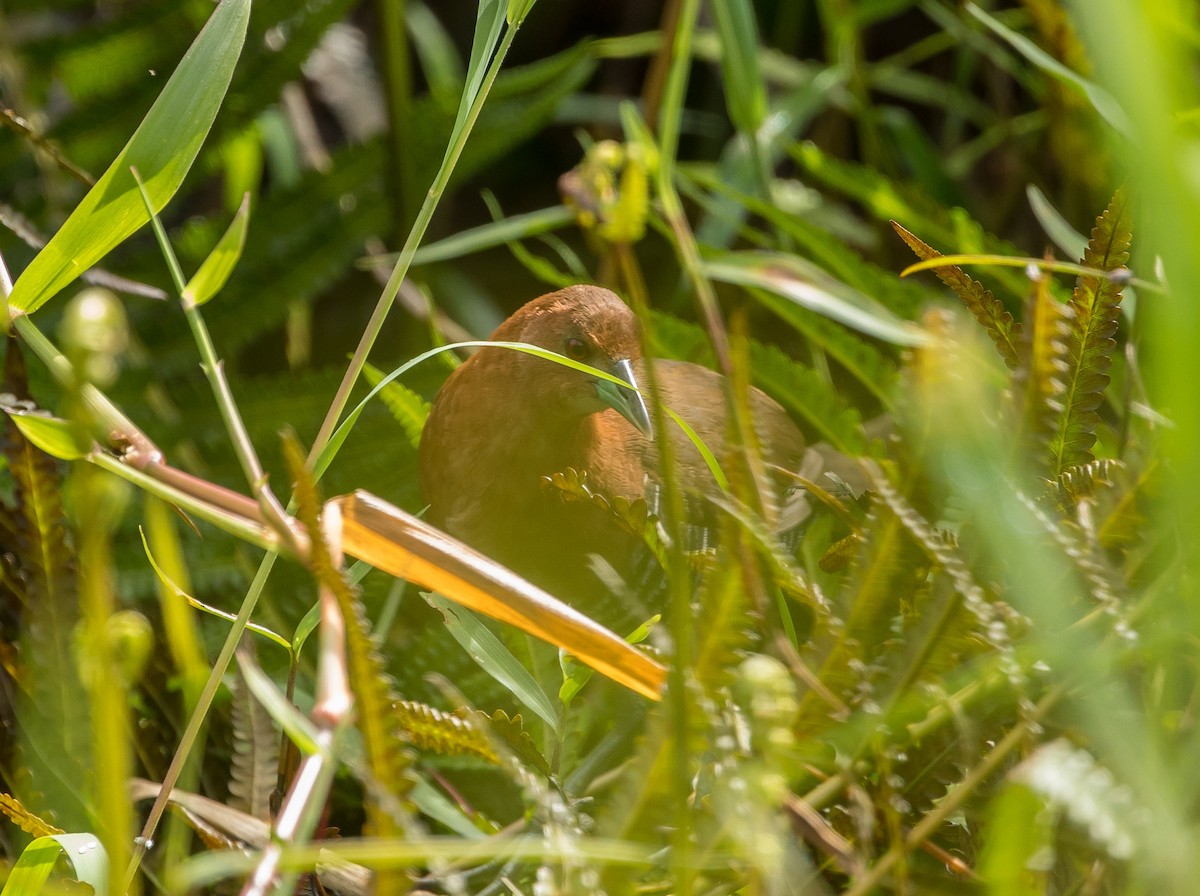 White-throated Crake - ML376608431