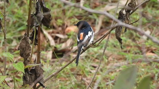 Minivet Ventriblanco - ML376608441