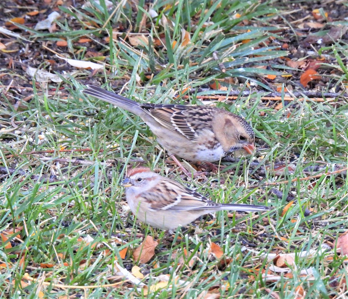 Harris's Sparrow - ML376609441