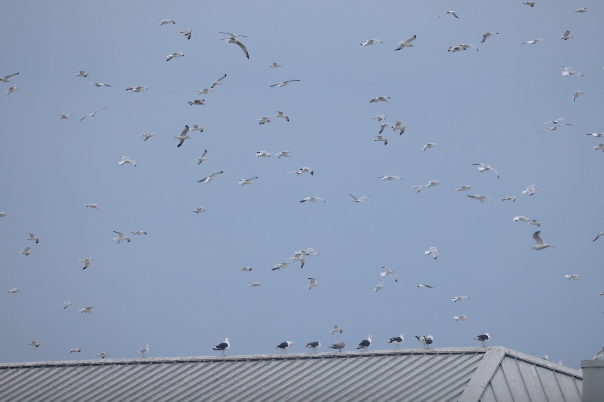 Great Black-backed Gull - ML376611251