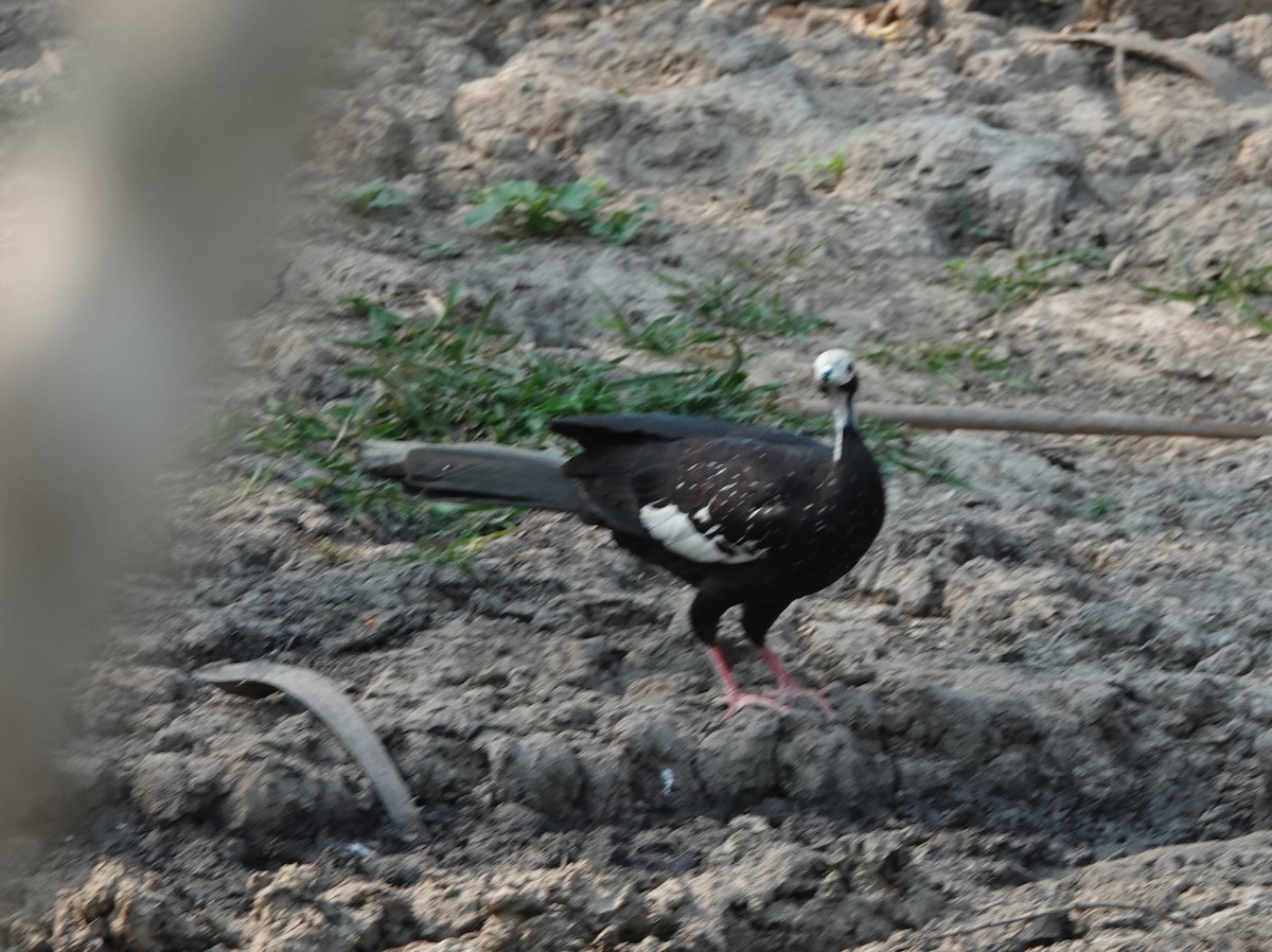 White-throated Piping-Guan - ML376612051