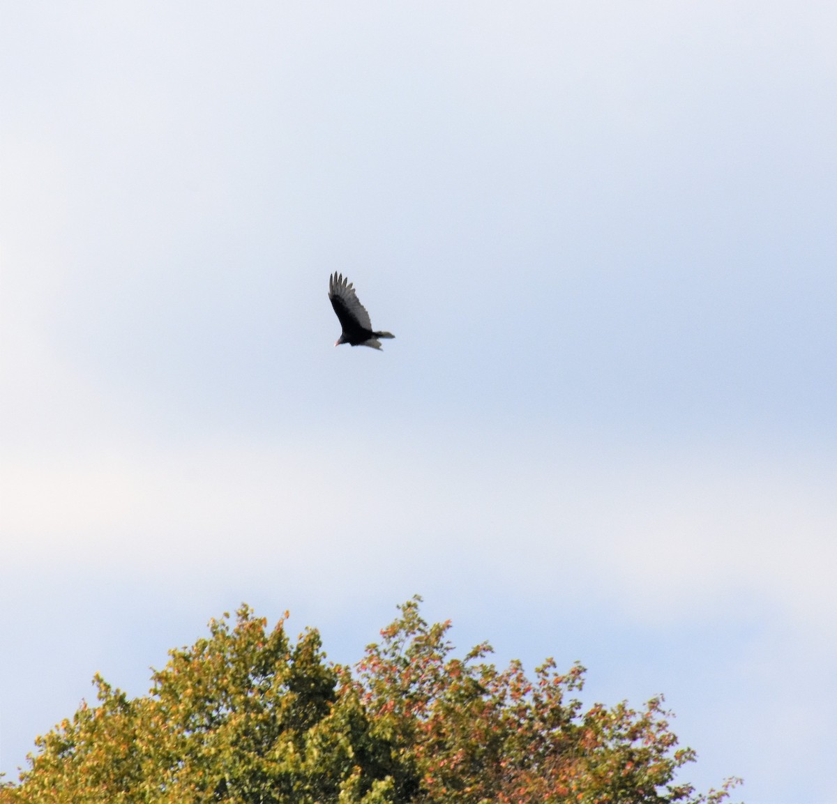 Turkey Vulture - ML376613031