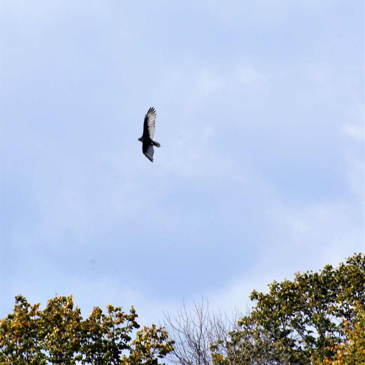 Turkey Vulture - ML376613091