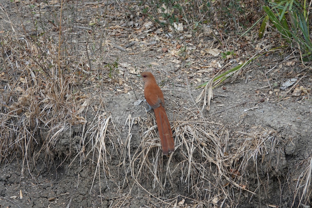 Squirrel Cuckoo - ML376613591