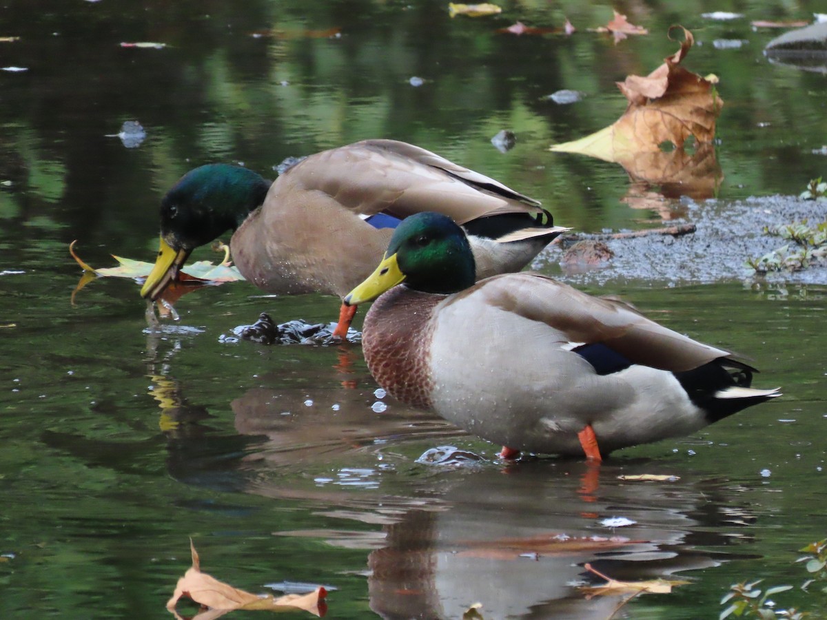 Canard colvert - ML376614831