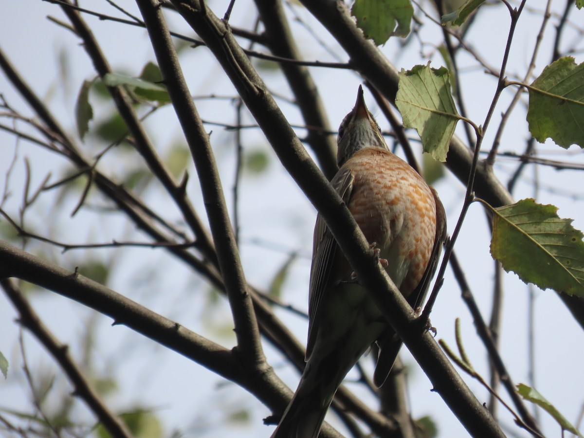 American Robin - ML376615361