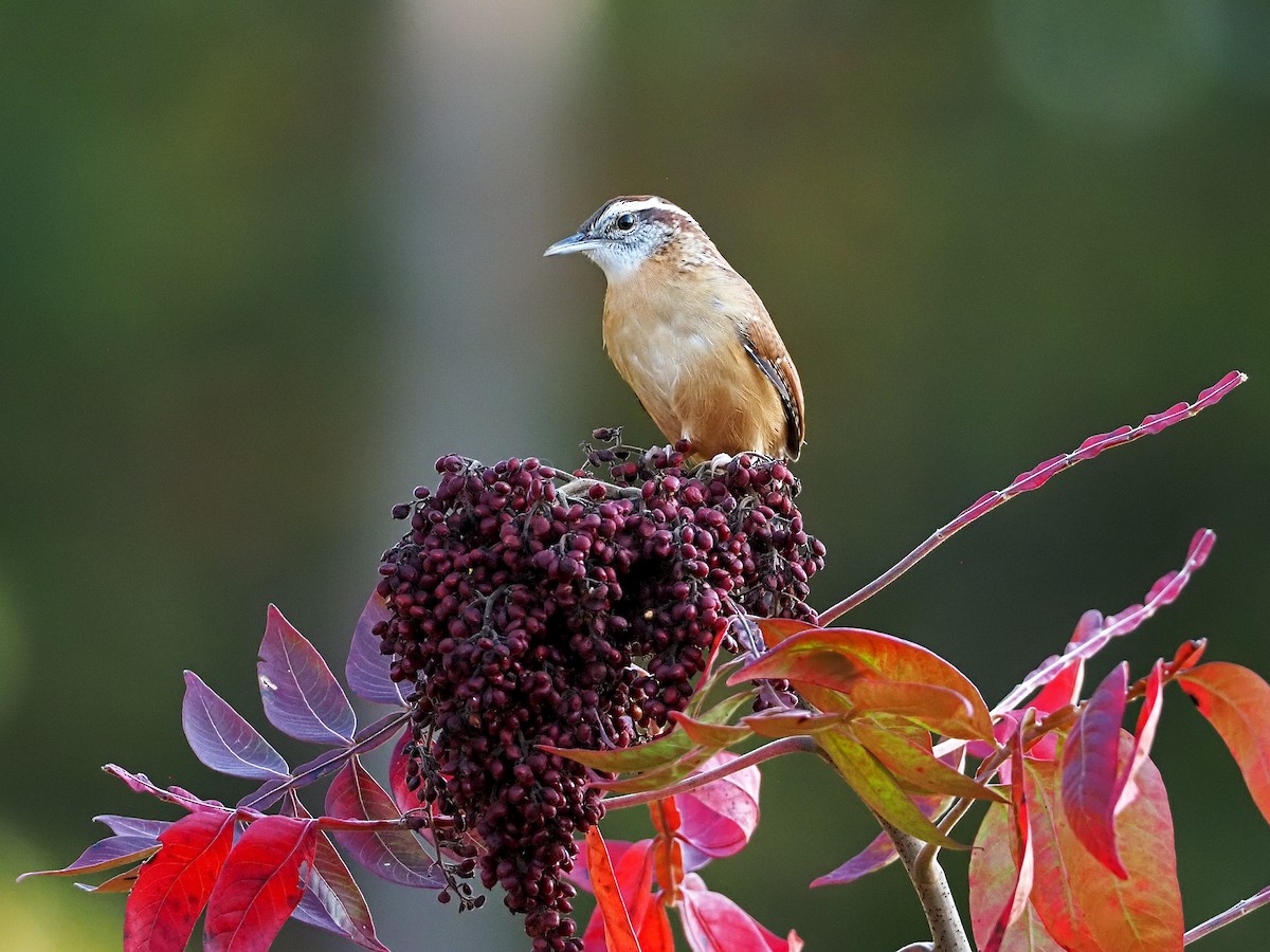 Carolina Wren - ML376616651