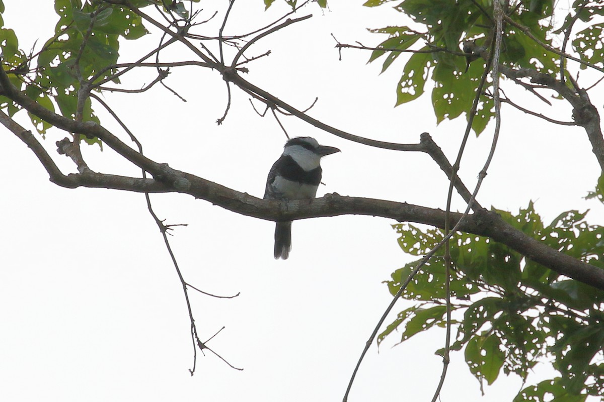 Weißnacken-Faulvogel - ML376617591