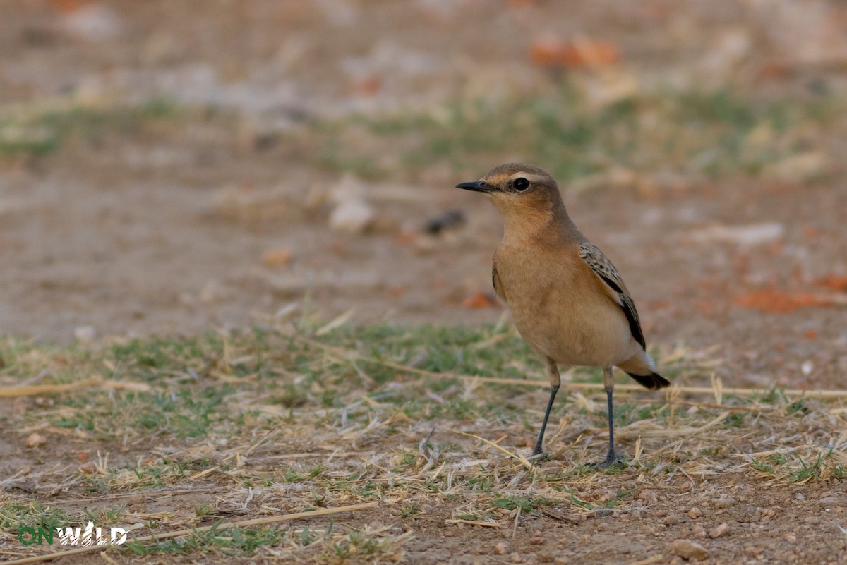 Northern Wheatear - ML376618351