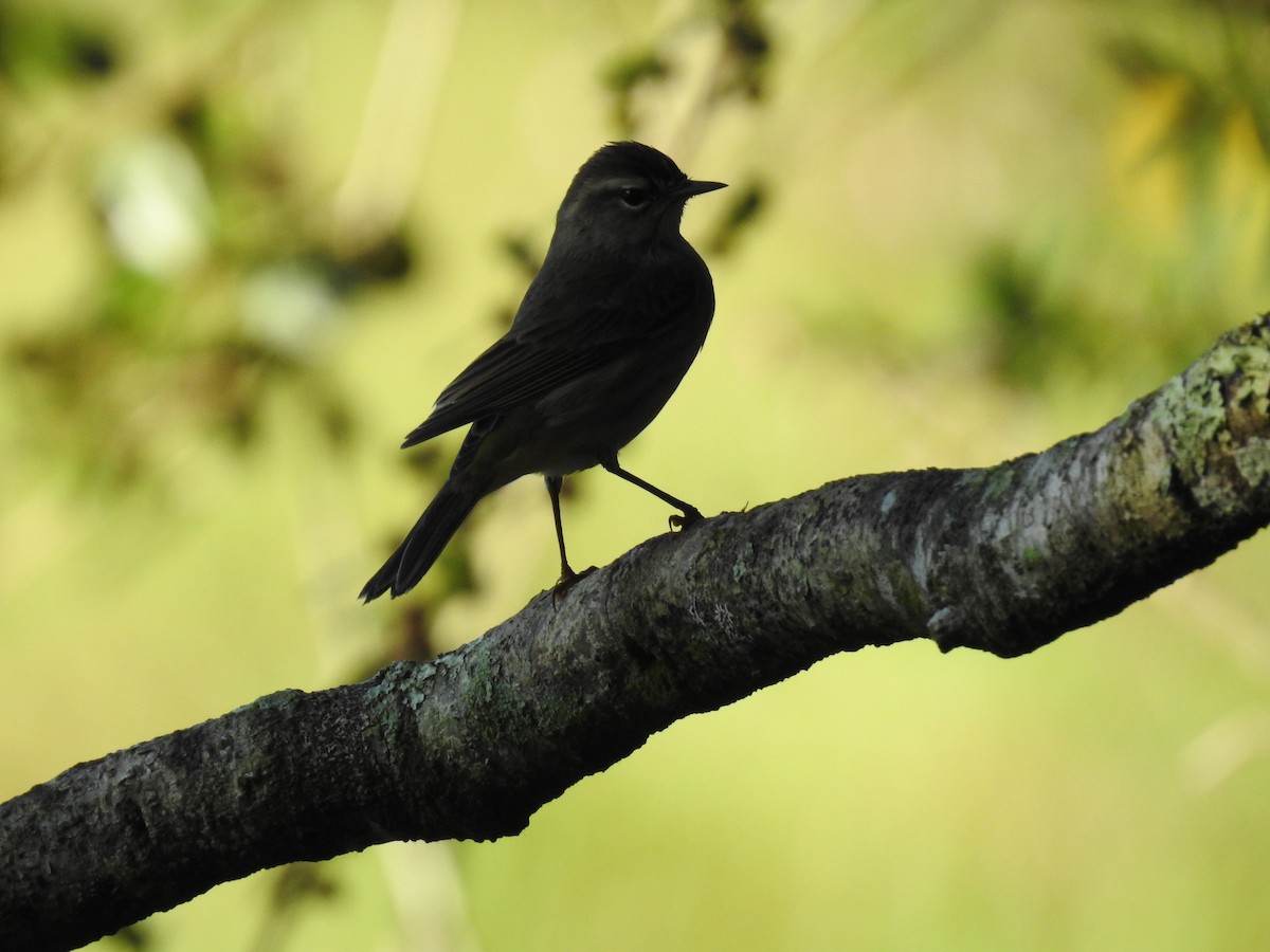 Palm Warbler - ML376620681