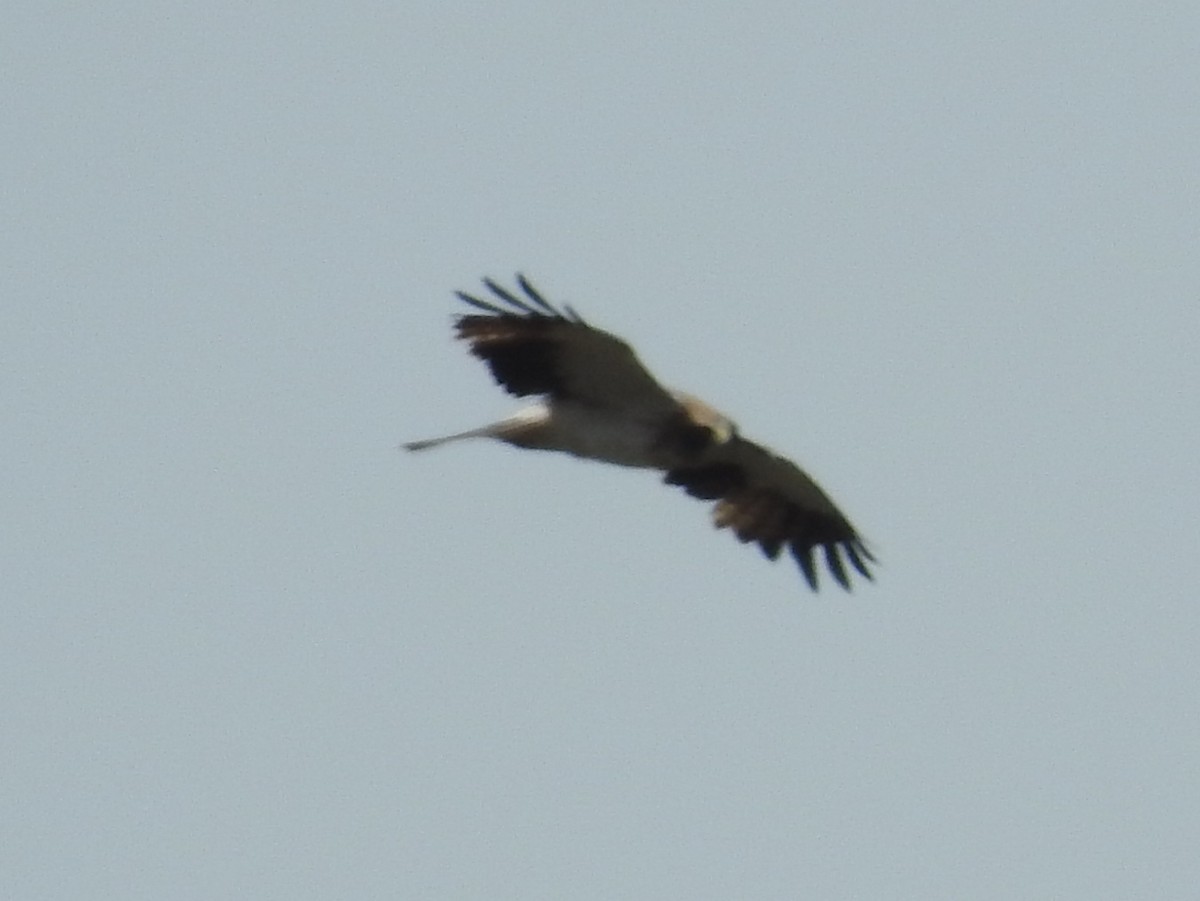 Booted Eagle - ML376623201