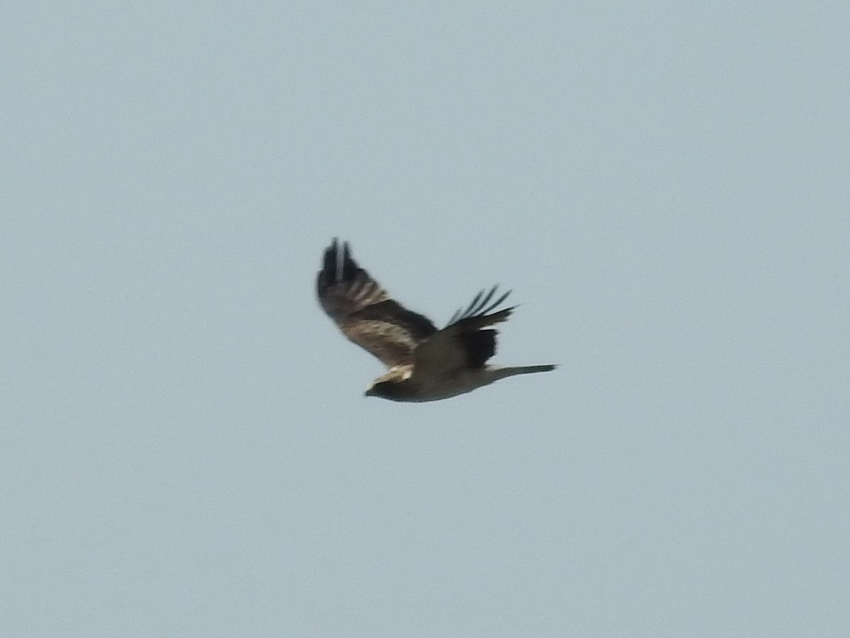 Booted Eagle - ML376623211