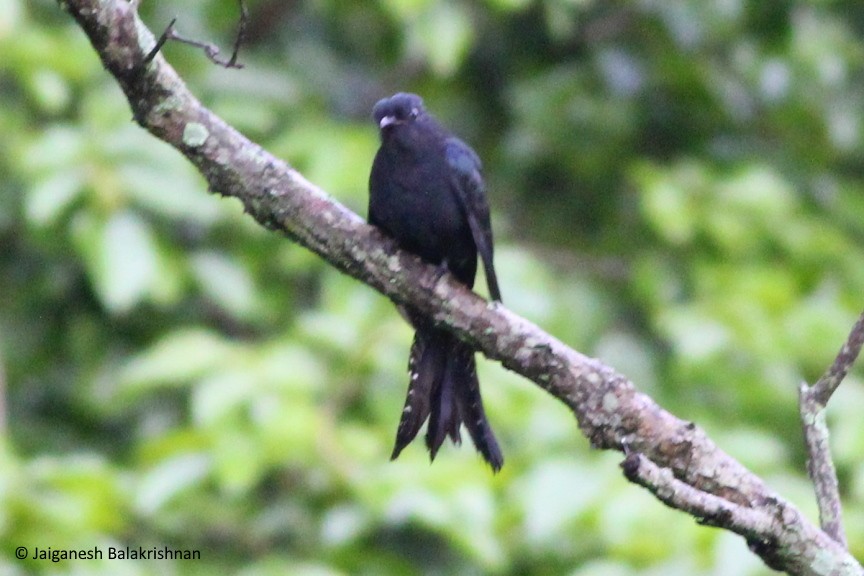 Fork-tailed Drongo-Cuckoo - ML376624231