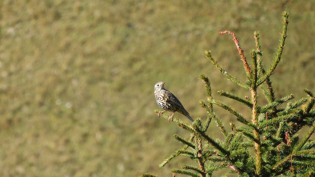 Mistle Thrush - Andy  Woodward