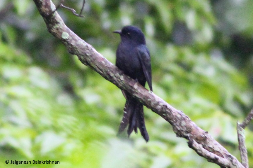 Fork-tailed Drongo-Cuckoo - ML376624311