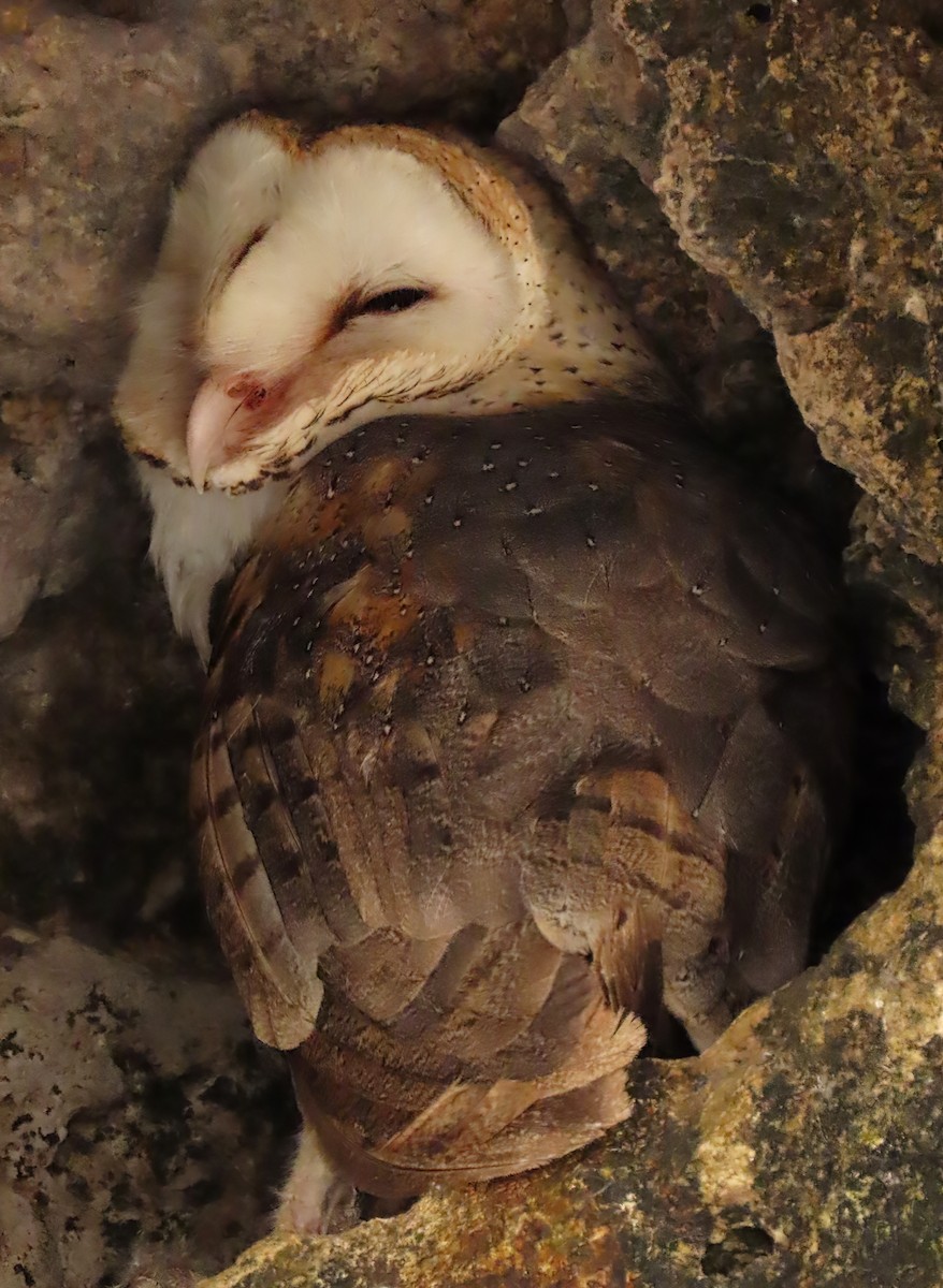 Barn Owl - Susan Davis