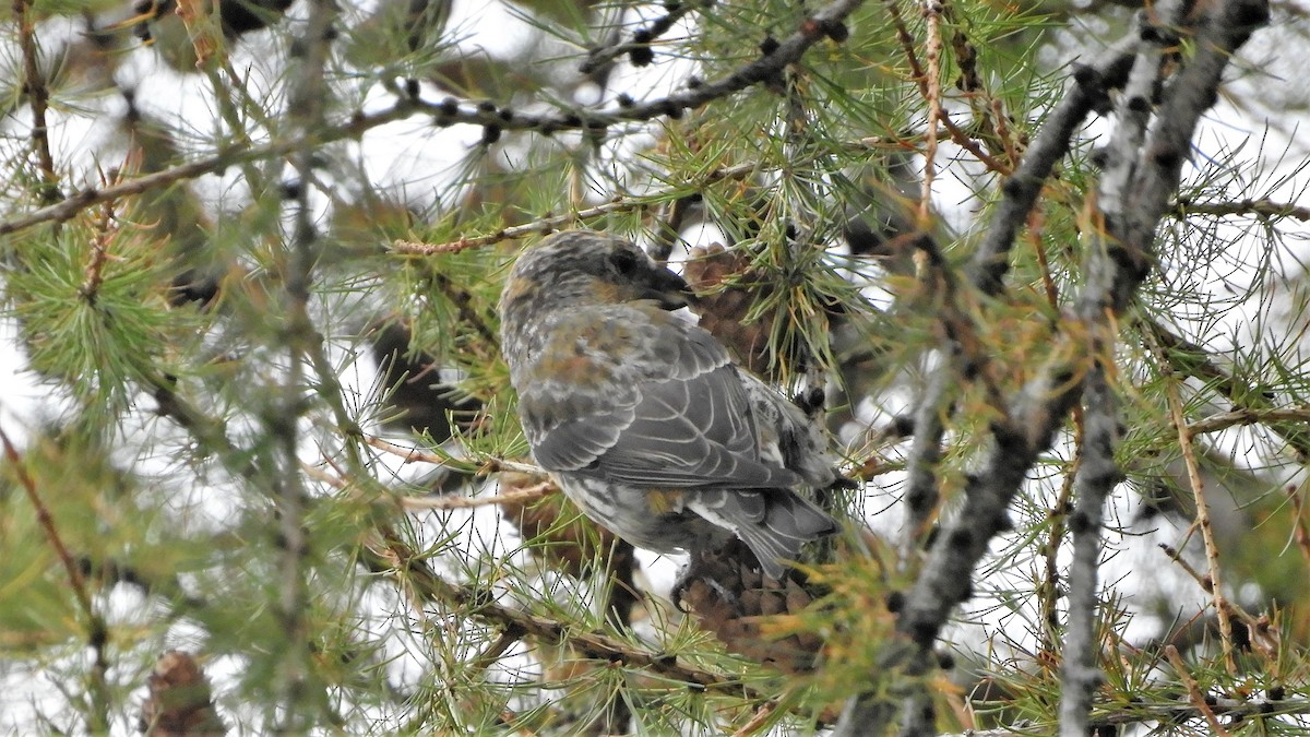 Red Crossbill - Andy  Woodward