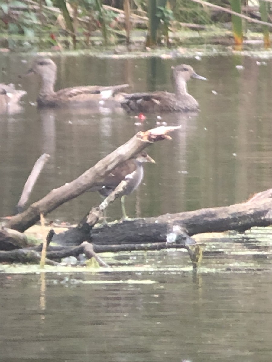 Common Gallinule - Tim Antanaitis