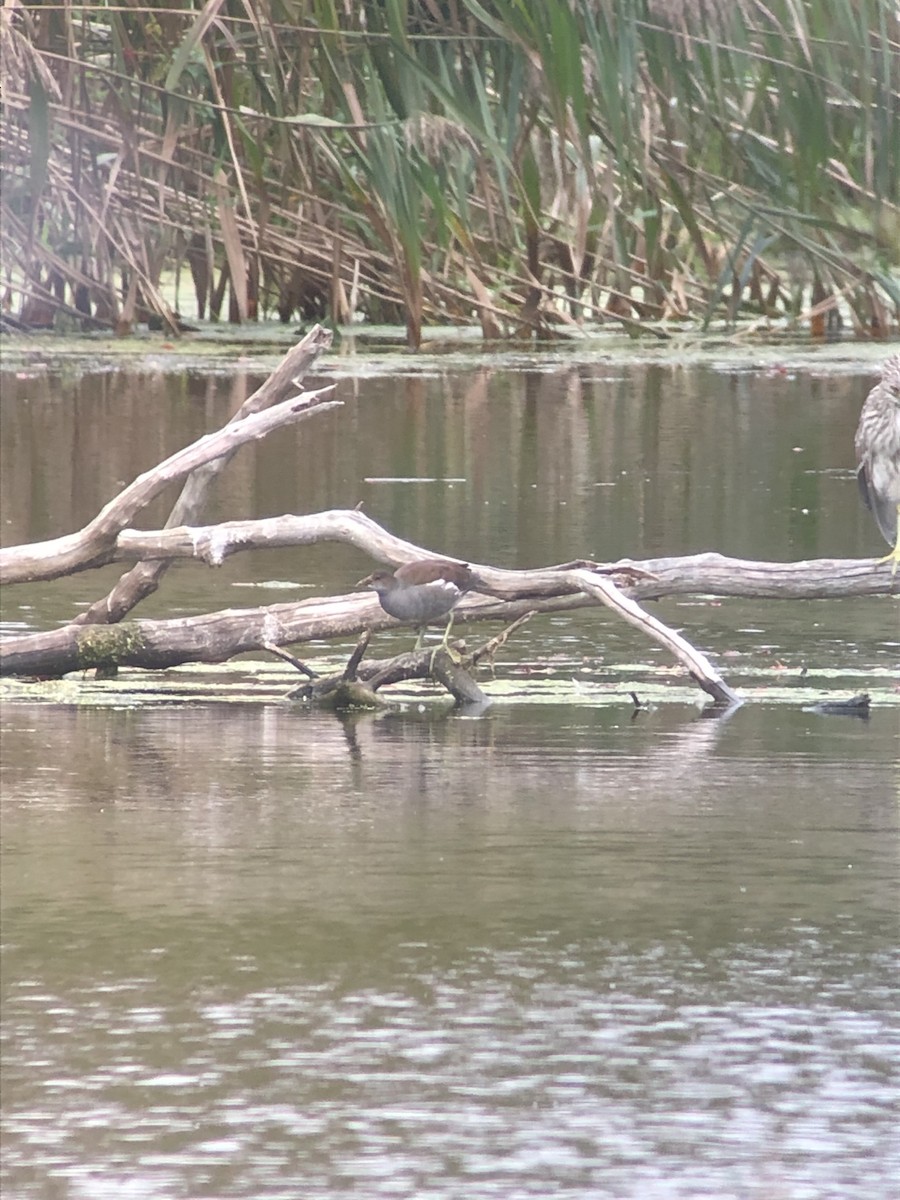 Gallinule d'Amérique - ML376625961