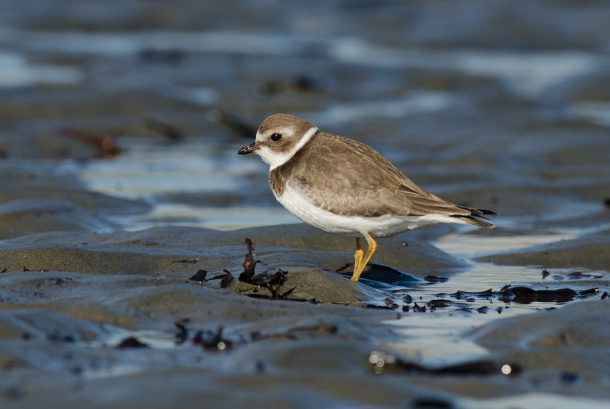 Semipalmated Plover - Alix d'Entremont