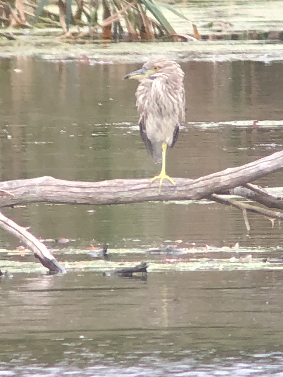 Black-crowned Night Heron - Tim Antanaitis