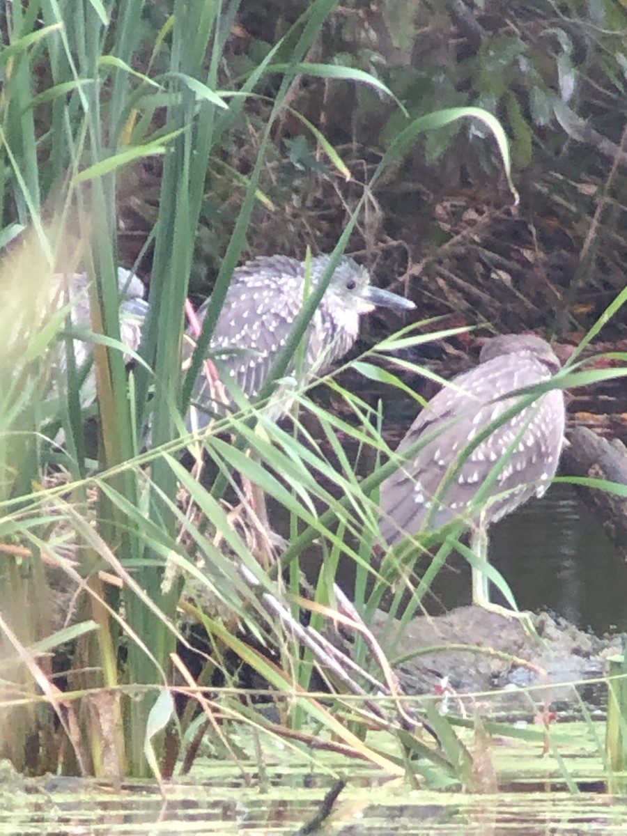 Yellow-crowned Night Heron - ML376626461