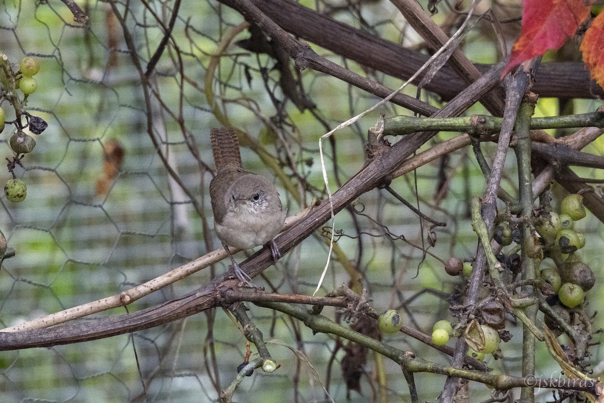 House Wren - Jared Keyes