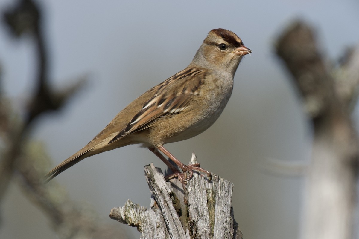White-crowned Sparrow - ML376629711