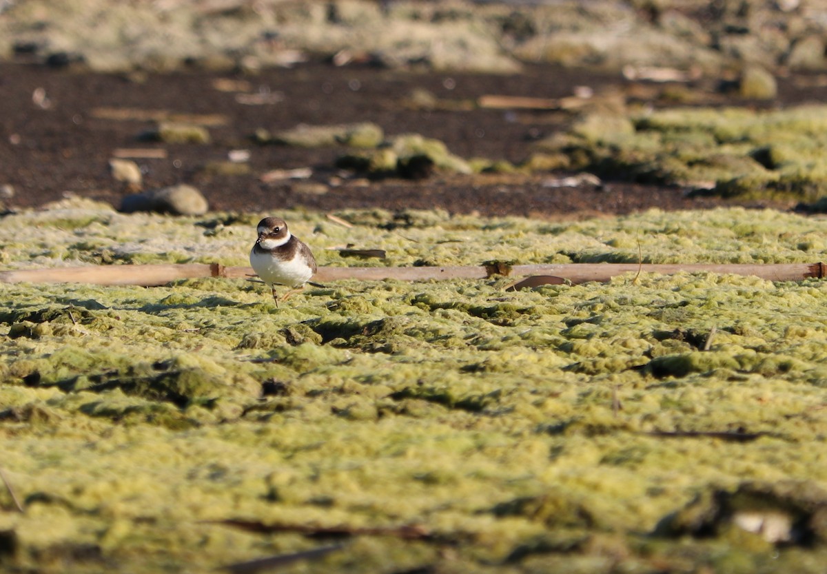 Common Ringed Plover - ML376629761