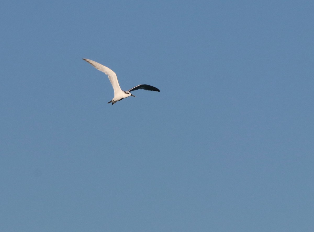 Sandwich Tern - ML376630271