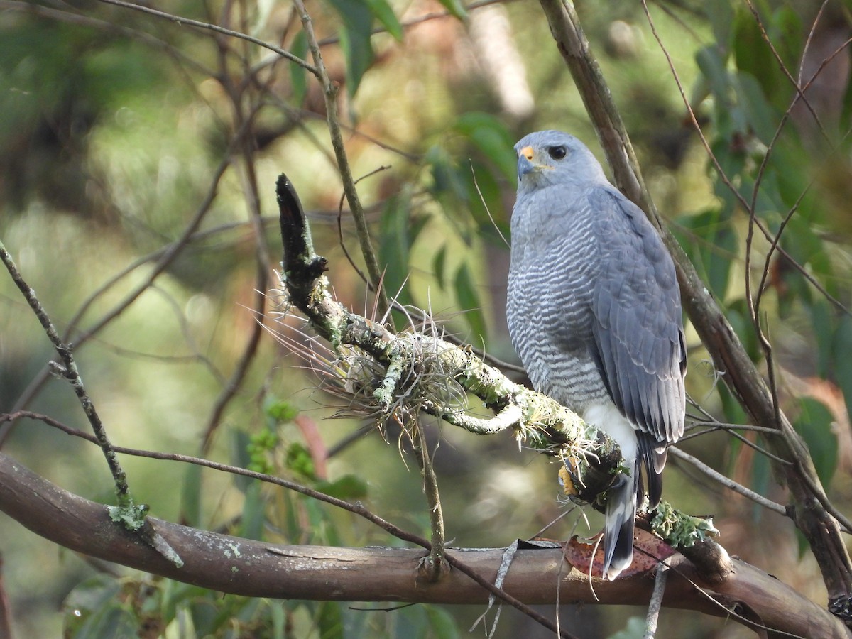 Gray Hawk - ML376631021